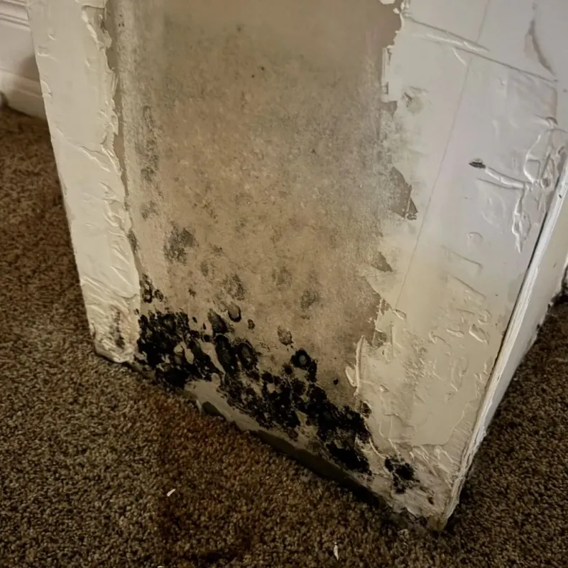 Professional Mold Removal in Ripley, TN